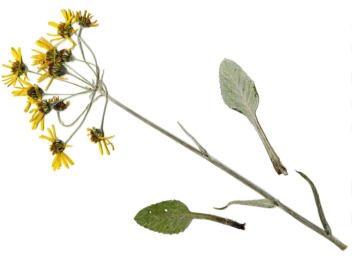 Tephroseris helenitis subsp. helenitis var. helenitis (Asteraceae)
